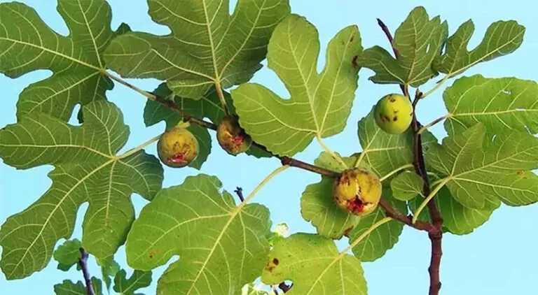 Yorgunluk namına bir şey kalmıyor