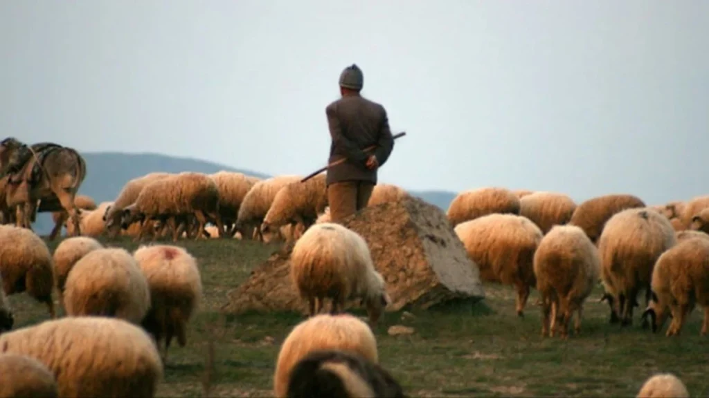 Çobandan okkali cevap