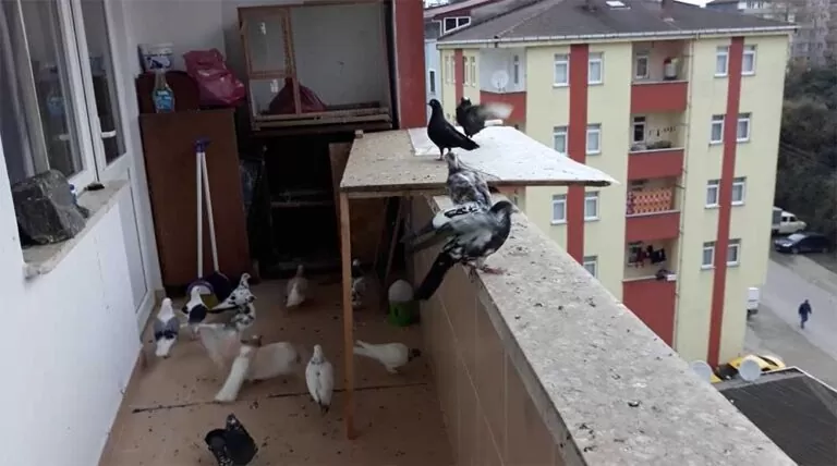 Balkona Kumru Kuş Gelirse Ne Anlama Gelir?