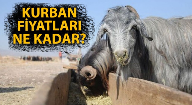 2025 yılı için küçükbaş ve büyükbaş kurbanlık fiyatları