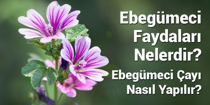 Ebegümeci Yapraklarının En Önemli 10 Faydası